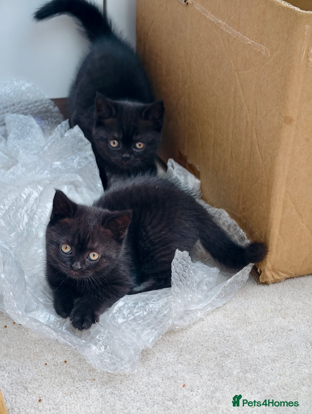 Scottish Fold cats for sale: 4 lovely kittens looking for new family  - Image 29