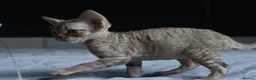 Devon Rex cats for sale: 🎉Beautiful, healthy and full pedigree Devon Rex🎉 - Advert 14