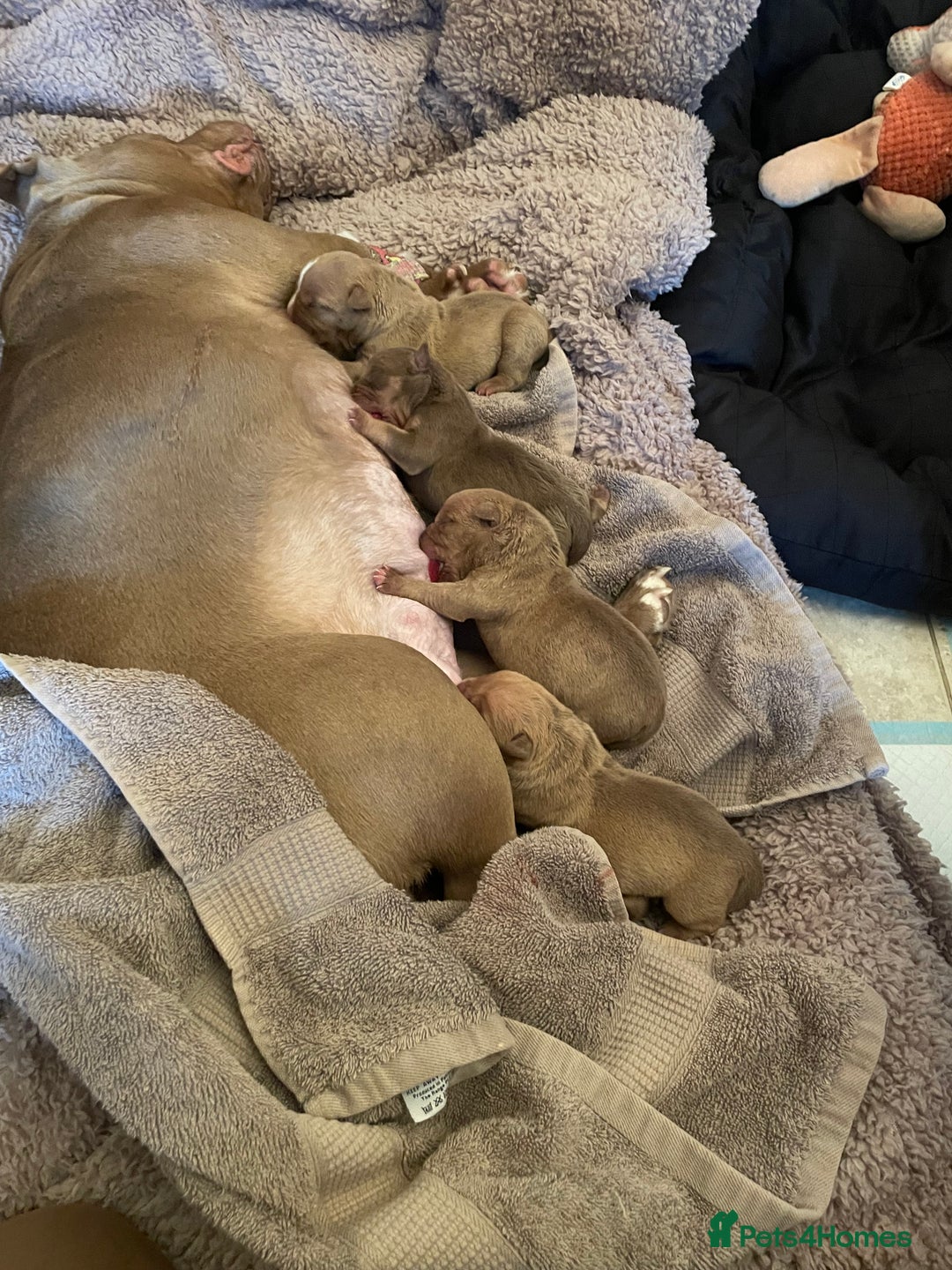 Mixed Breed dogs for sale: Pocket bully - Image 8