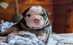 English Bulldog dogs for sale: 🐶🩵 English Bulldog Puppies for Sale 🐾✨ - Image 2