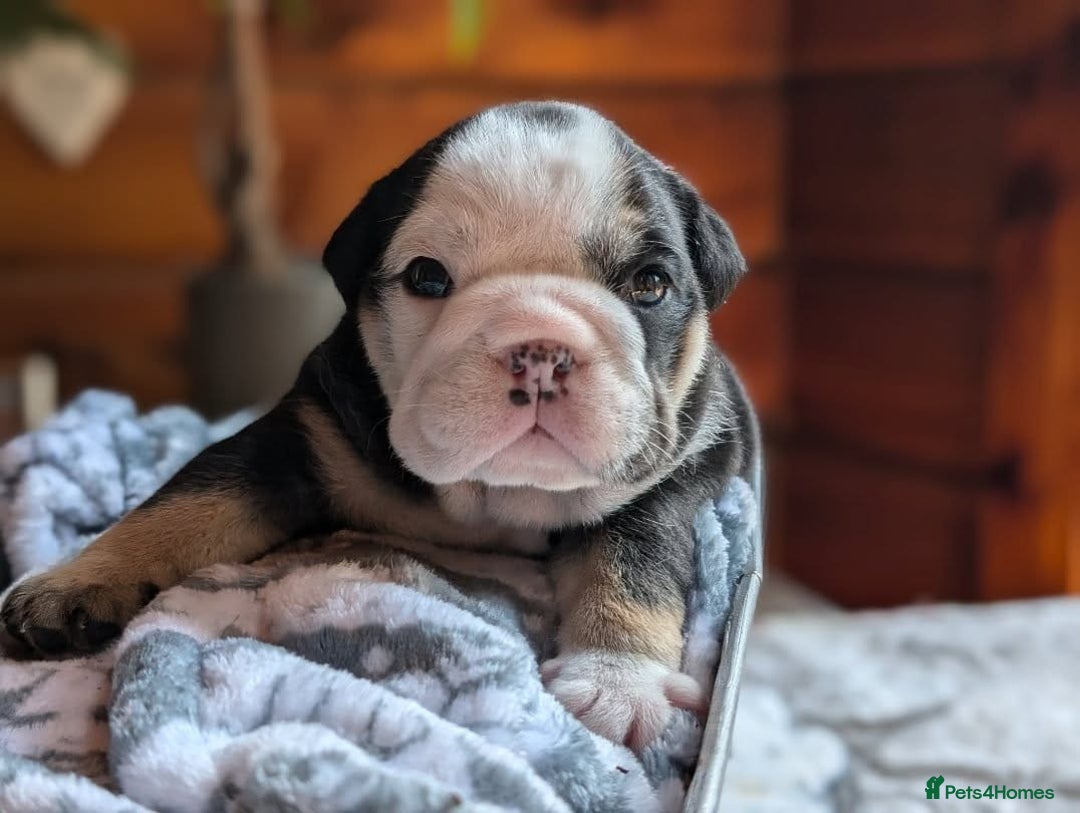 English Bulldog dogs for sale: 🐶🩵 English Bulldog Puppies for Sale 🐾✨ - Image 2