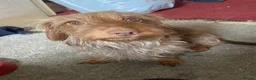 Mixed Breed dogs for sale: Jackshund puppies  - Advert 6