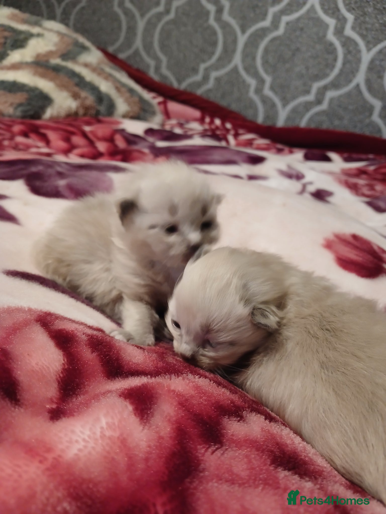 Ragdoll cats Beautiful Ragdoll Kittens – Only 2 Boys Left - Advert 9
