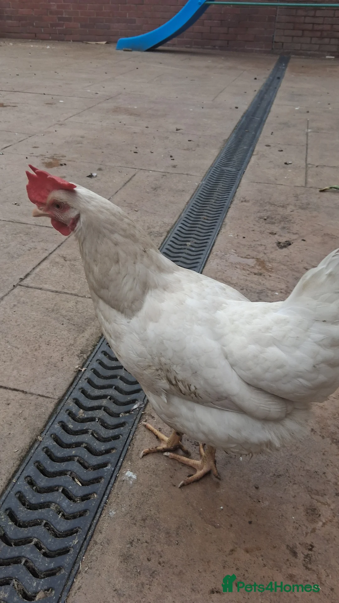Chickens poultry for sale: Aseel chicken & Leghorn both female & chicken coop - Advert 1