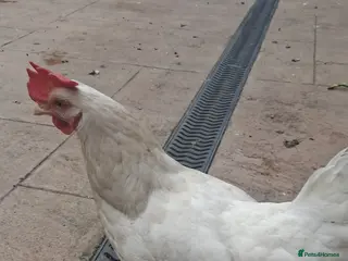 Chickens poultry Aseel chicken & Leghorn both female & chicken coop - Advert 4