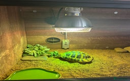 Hermann Tortoise reptiles for sale: Herman tortoise for sale with vivarium  - Image 5