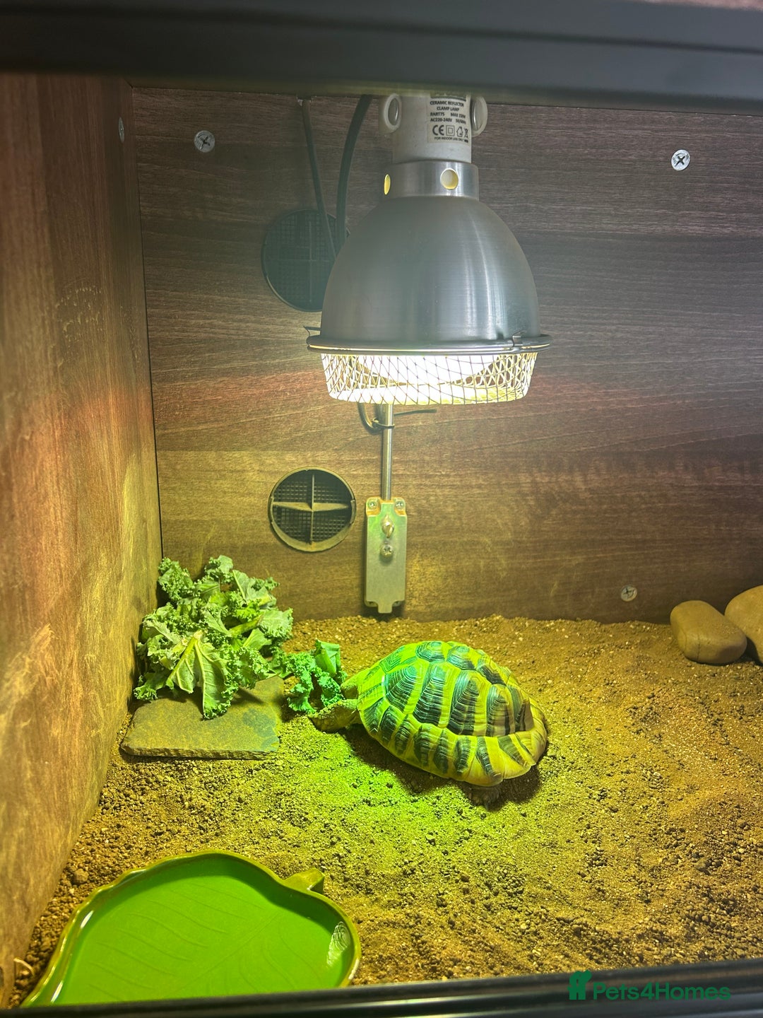 Hermann Tortoise reptiles for sale: Herman tortoise for sale with vivarium  - Image 5