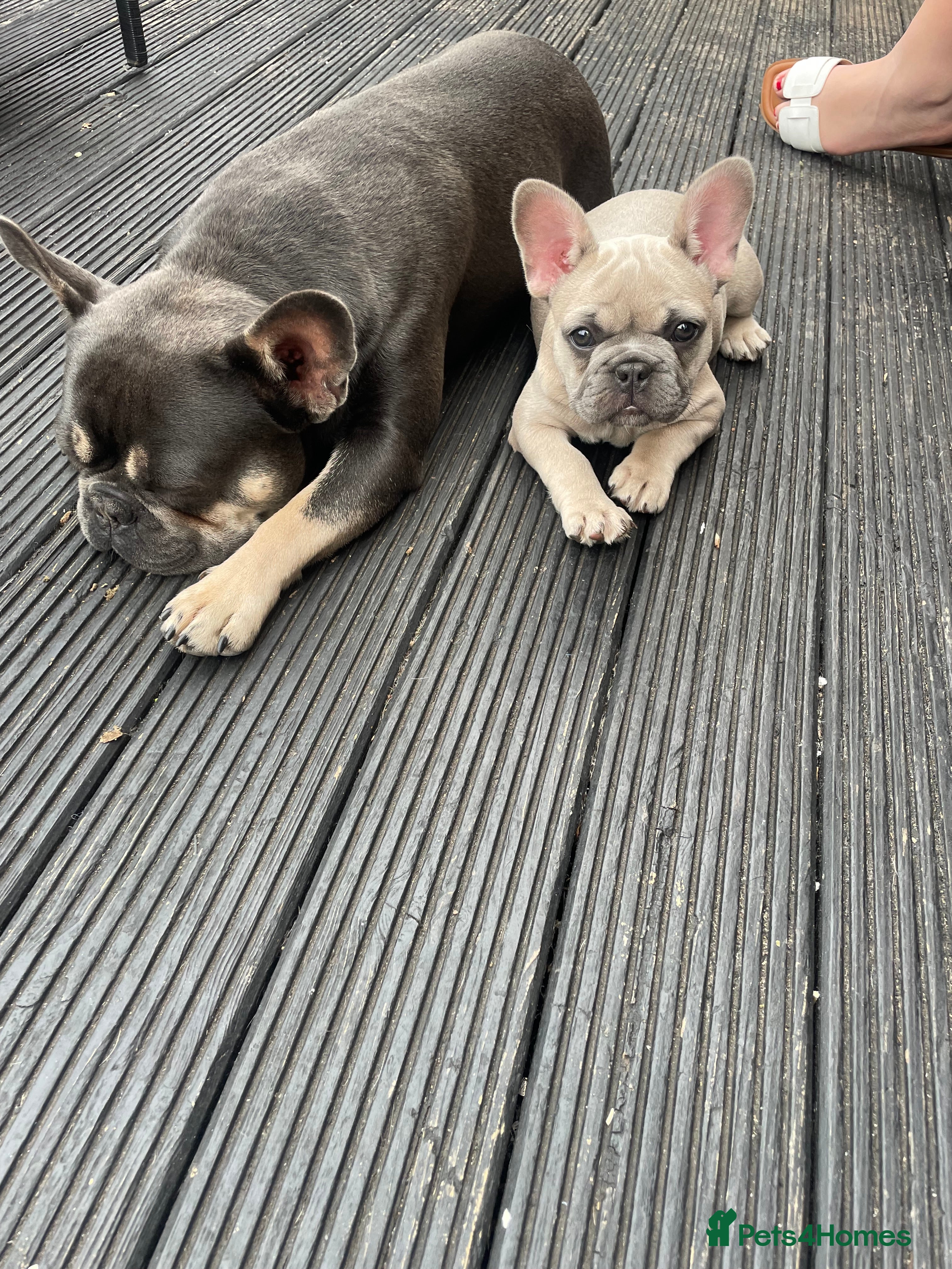 French Bulldog dogs Female French bulldog  - Advert 1