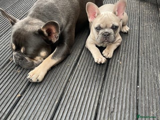 French Bulldog dogs Female French bulldog - Advert 1