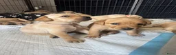 Labrador Retriever dogs for sale: Yellow & Fox Red Labrador Puppies - Advert 3
