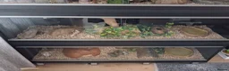 Corn Snake reptiles for sale: Various corn snakes for sale, Snow Tessera & more - Advert 5