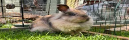 Mini Lion Lop rabbits for sale: Mini lion lop - Advert 4