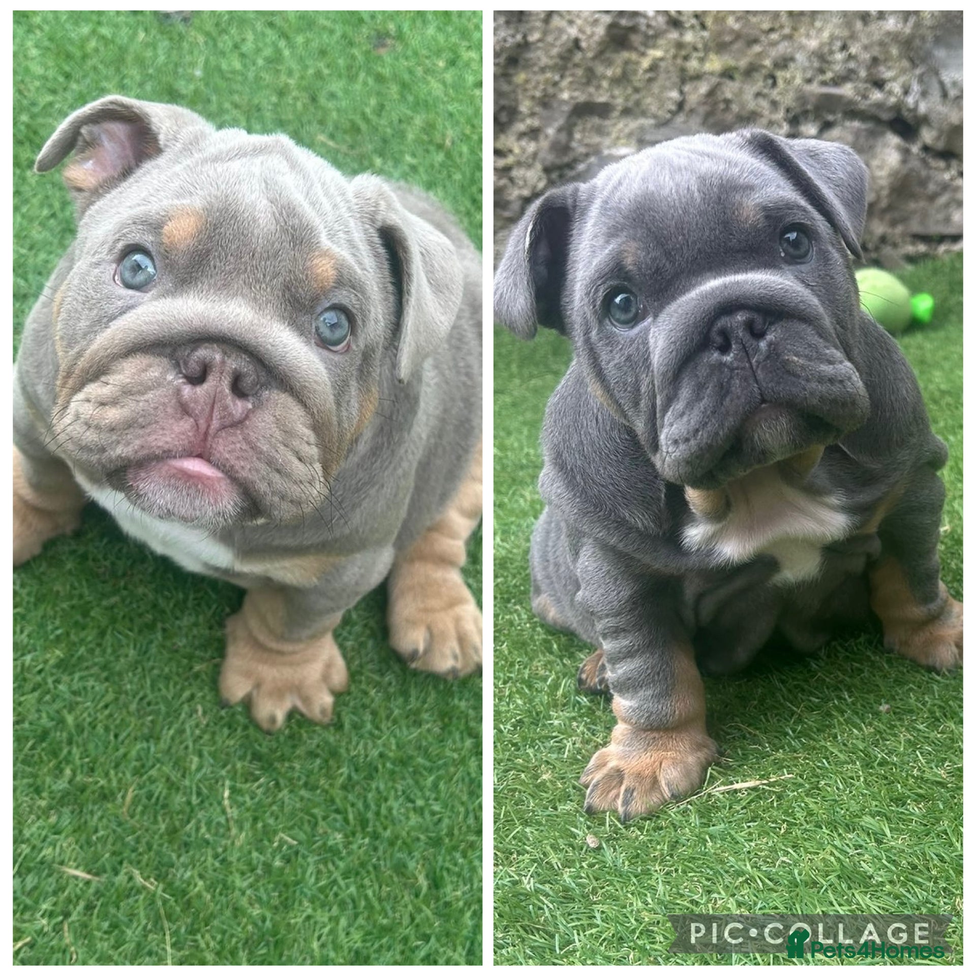 English Bulldog dogs 1 boy and 1 girl left ❤️💙 - Advert 2