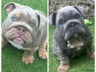 English Bulldog dogs 1 boy and 1 girl left ❤️💙 - Advert 12