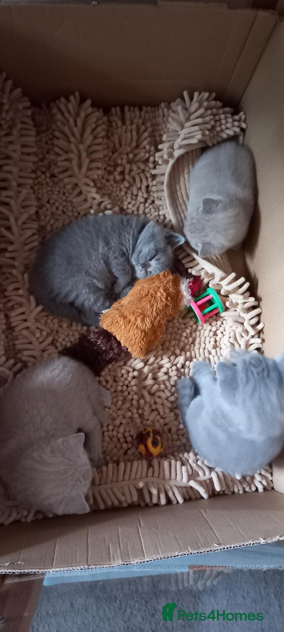 British Shorthair cats for sale: *Nearly Ready* GCCF Registered BSH Kittens  - Image 15