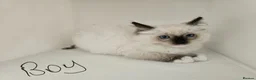 Ragdoll cats for sale: Purebred beautiful ragdoll kittens  - Advert 12