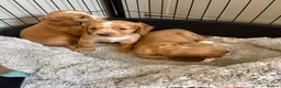 Cocker Spaniel dogs for sale: Beautiful Golden cockers free insurance with agria - Advert 13