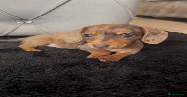 Miniature Dachshund dogs - Advert 9