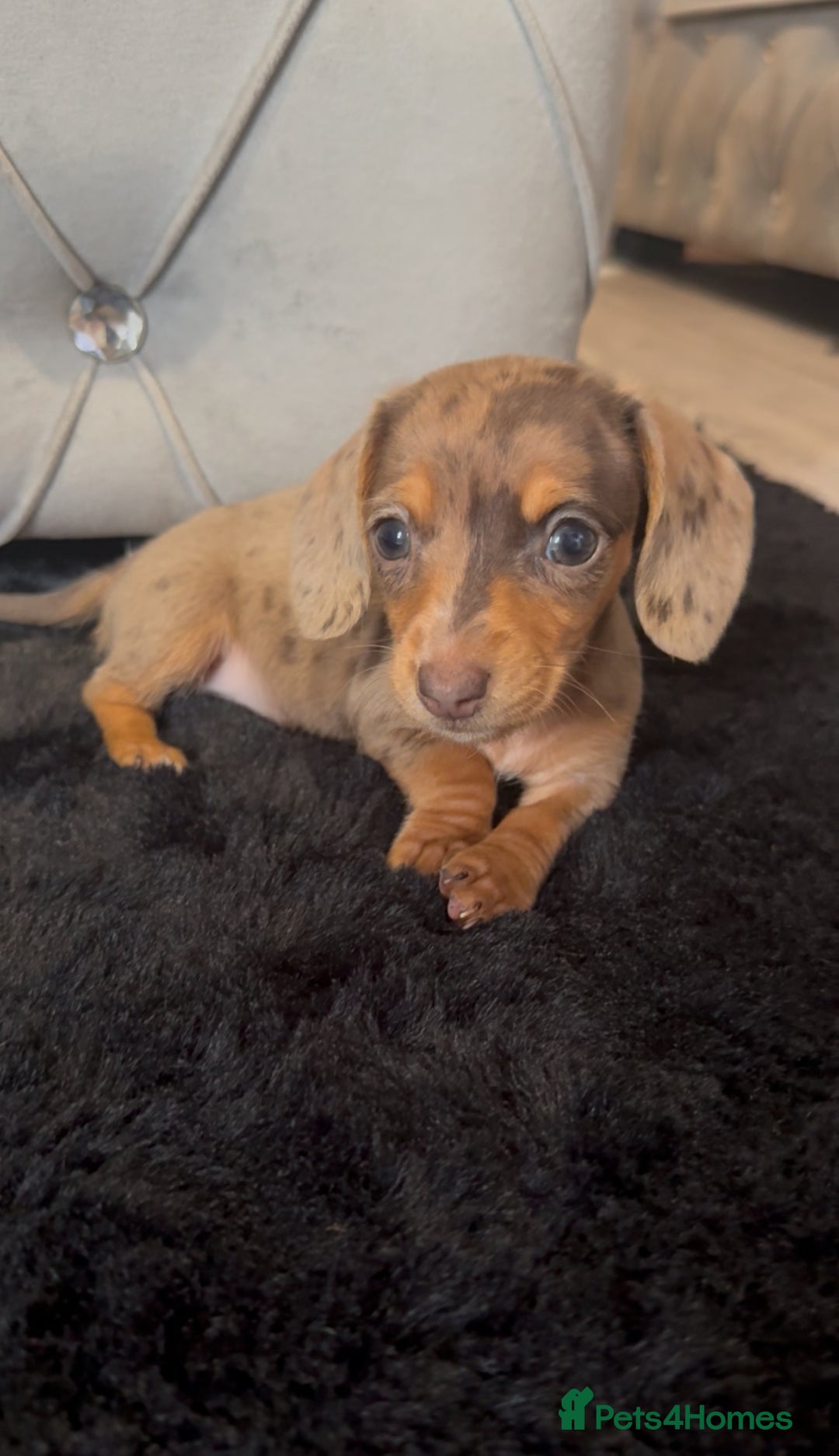 Miniature Dachshund dogs for sale: *ready to leave * Beautiful miniature dachshund  - Image 3