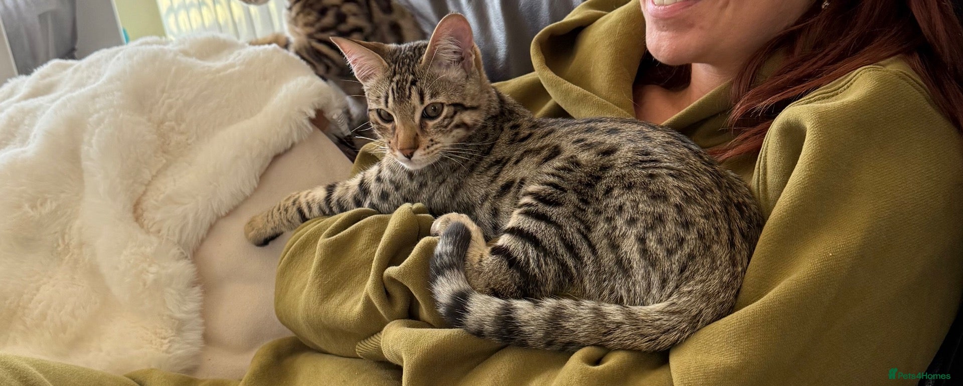 Savannah cats STUNNING SAVANNAH F4 × SEPIA BENGAL MALE 🐆  - Advert 1