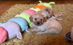 Cockapoo dogs for sale: Teddy bear cute Tiny Cockapoos  - Advert 23