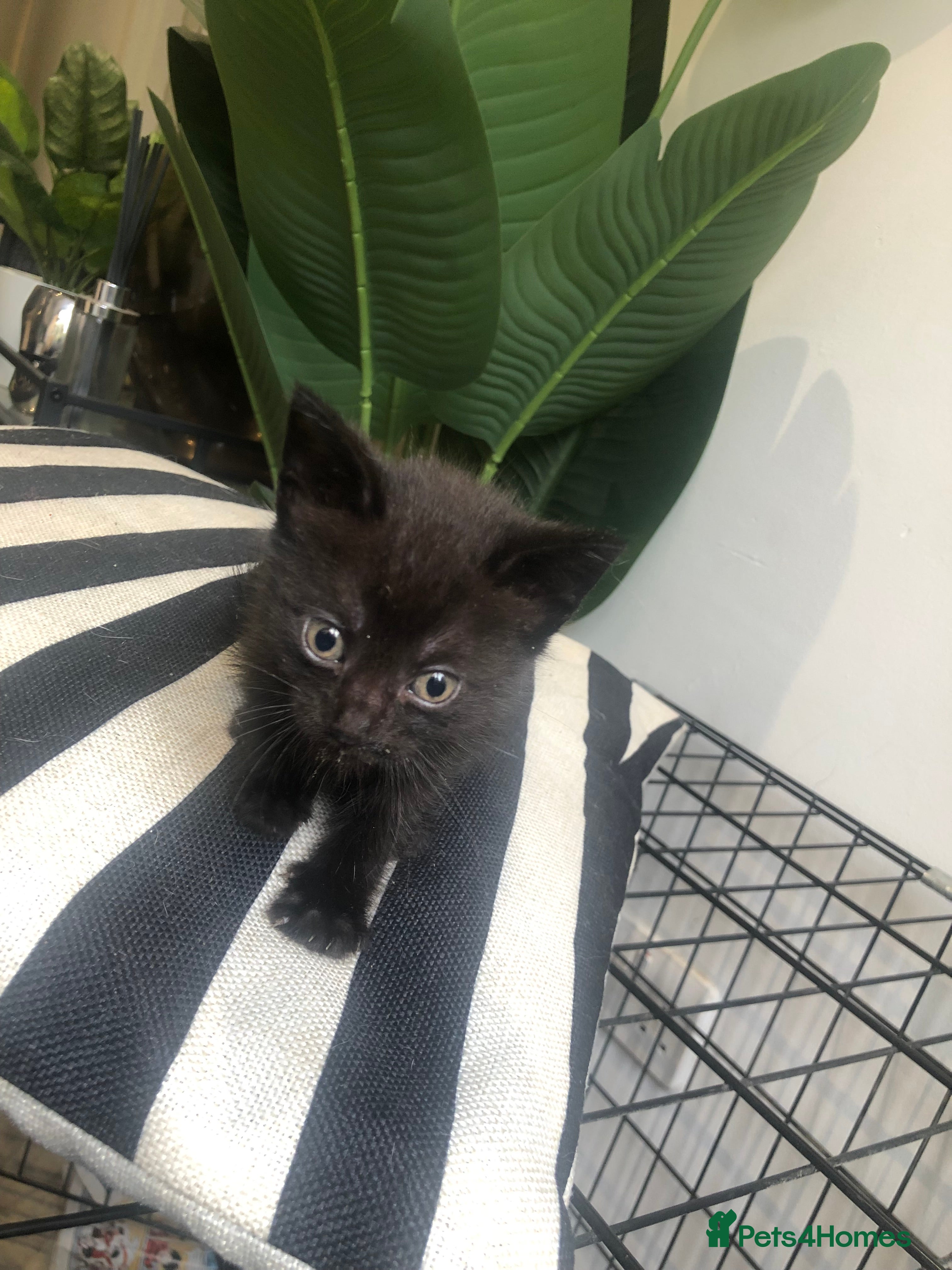 Khao Manee cats 5 lovely kittens looking seeking forever homes - Advert 1