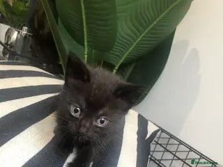 Khao Manee cats 5 lovely kittens looking seeking forever homes - Advert 6