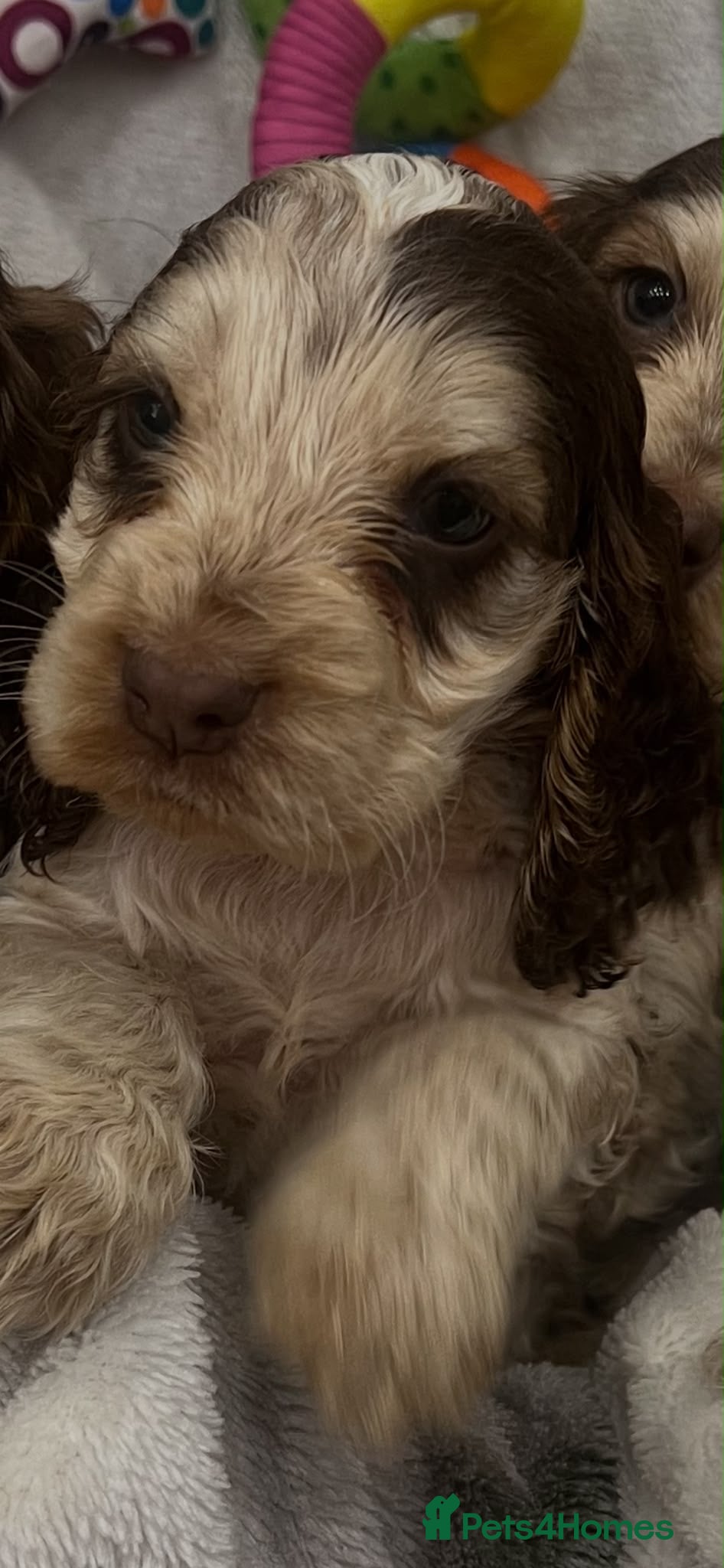 Cocker Spaniel dogs Show cocker spaniel puppies  - Advert 1