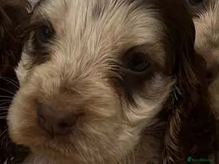 Cocker Spaniel dogs Show cocker spaniel puppies - Advert 2
