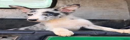 Border Collie dogs for sale:  4 beautiful border collie pups  - Advert 9