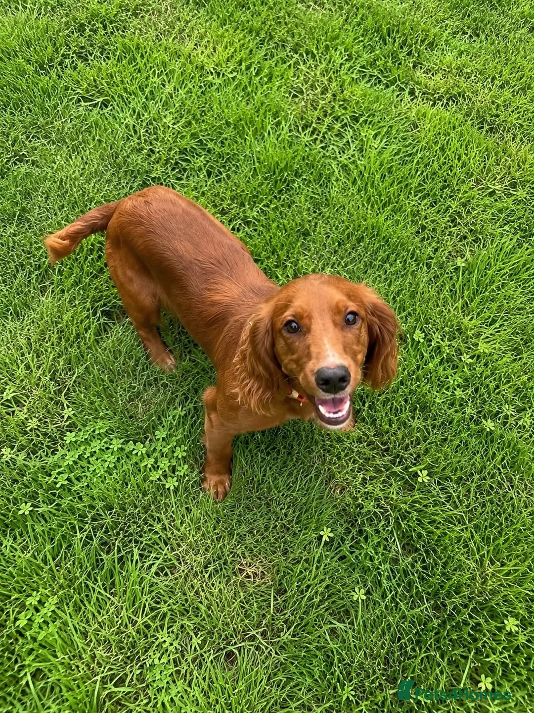 Cocker Spaniel dogs for sale: Beautiful Part Trained Red Cocker - Advert 1