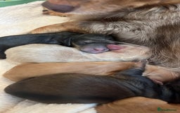 Miniature Dachshund dogs for sale: Waitlist Open! KC Miniature Long Haired Dachshunds - Image 3