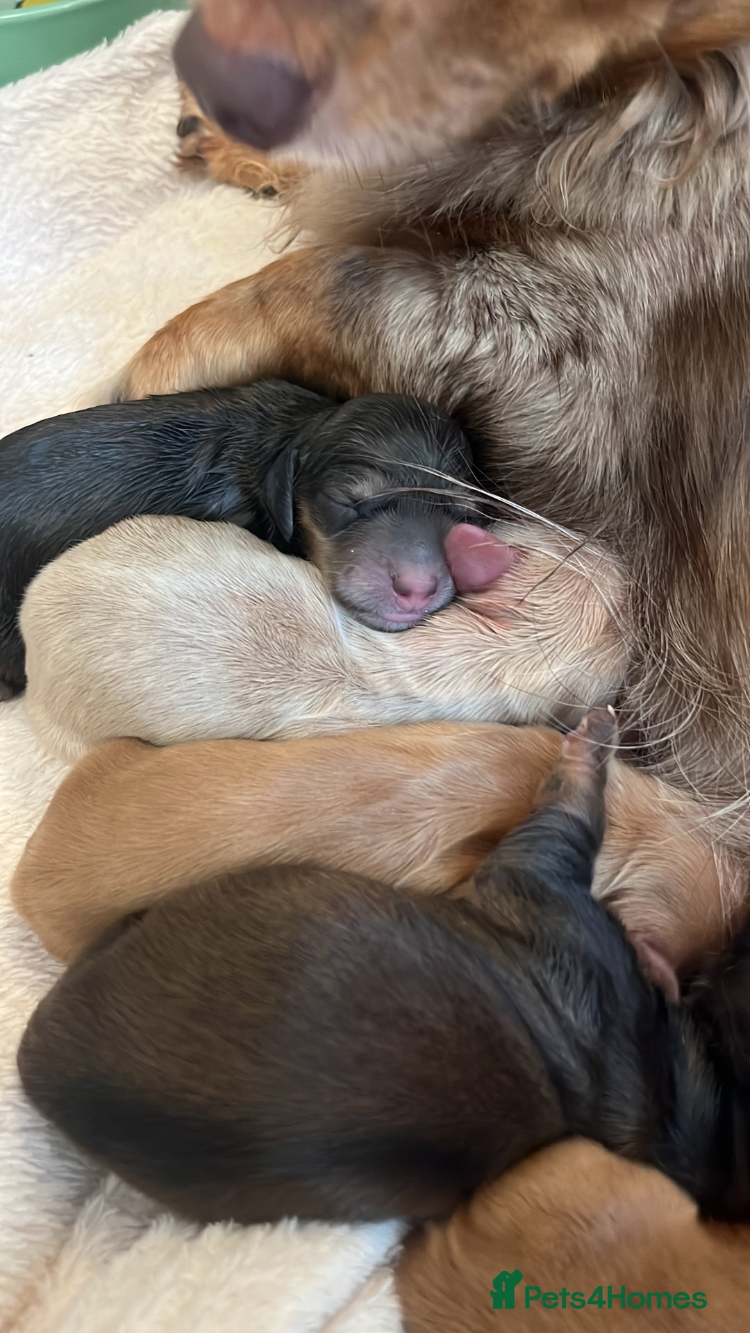 Miniature Dachshund dogs for sale: Waitlist Open! KC Miniature Long Haired Dachshunds - Image 3