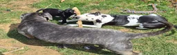 Mixed Breed dogs for sale: Cane corso x American bulldog  - Advert 13