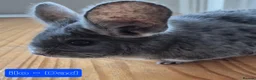 Chinchilla rodents for sale: Male chinchilla + unsexed kits - Advert 3