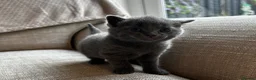 Russian Blue cats for sale: Two beautiful Russian blue kittens for sale  - Advert 9