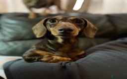 Chiweenie dogs for sale: Beautiful dachshund/ chihuahua puppies  - Image 6