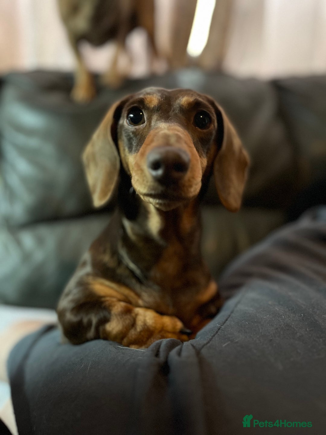 Chiweenie dogs for sale: Beautiful dachshund/ chihuahua puppies  - Image 6