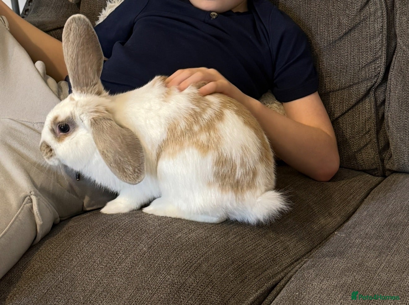 English Lop rabbits Smudge the bunny  - Advert 1