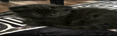 Scottish Fold 2