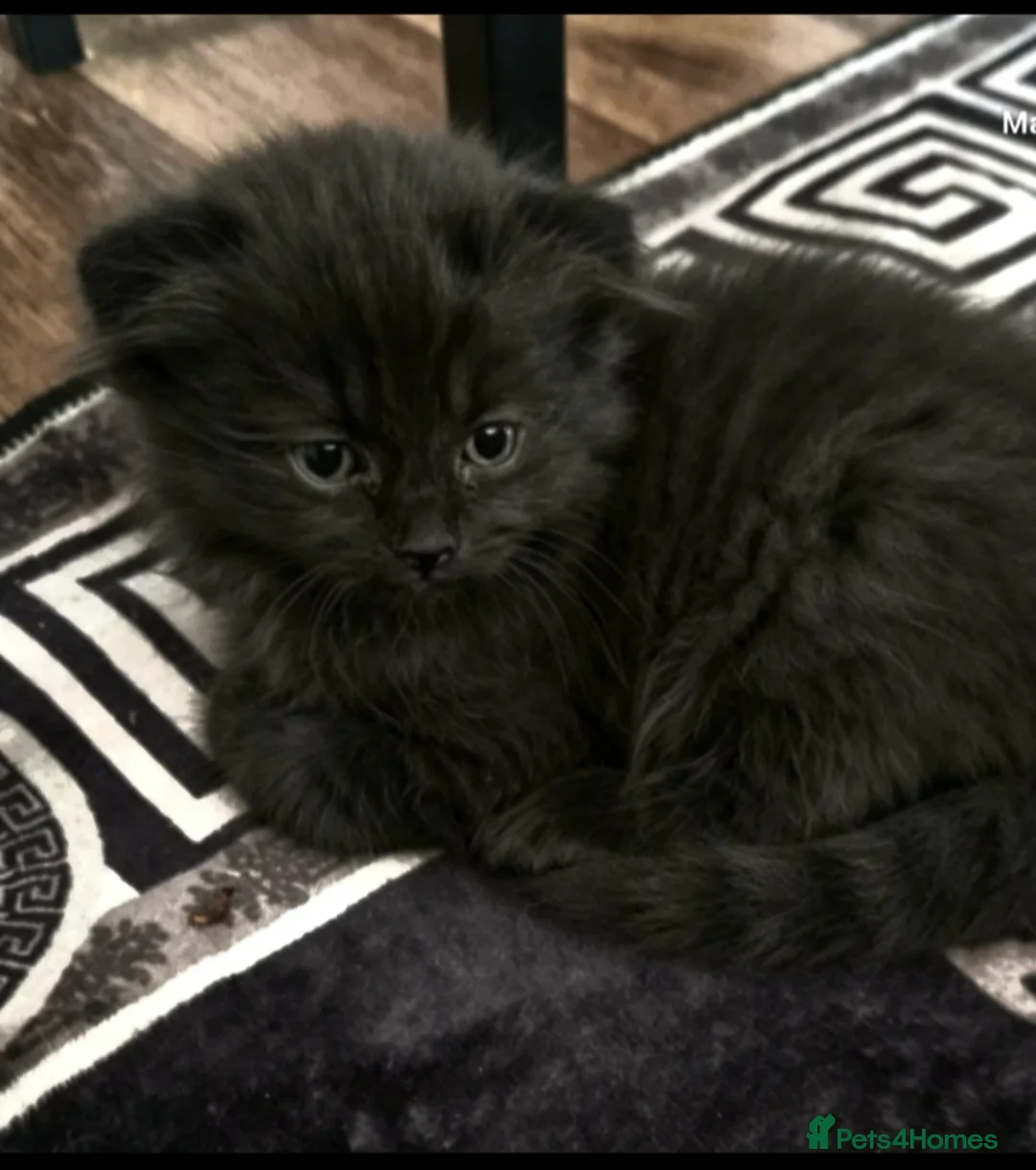 Scottish Fold cats for sale: Beautiful black British shorthair/ fold kittens  - Advert 2