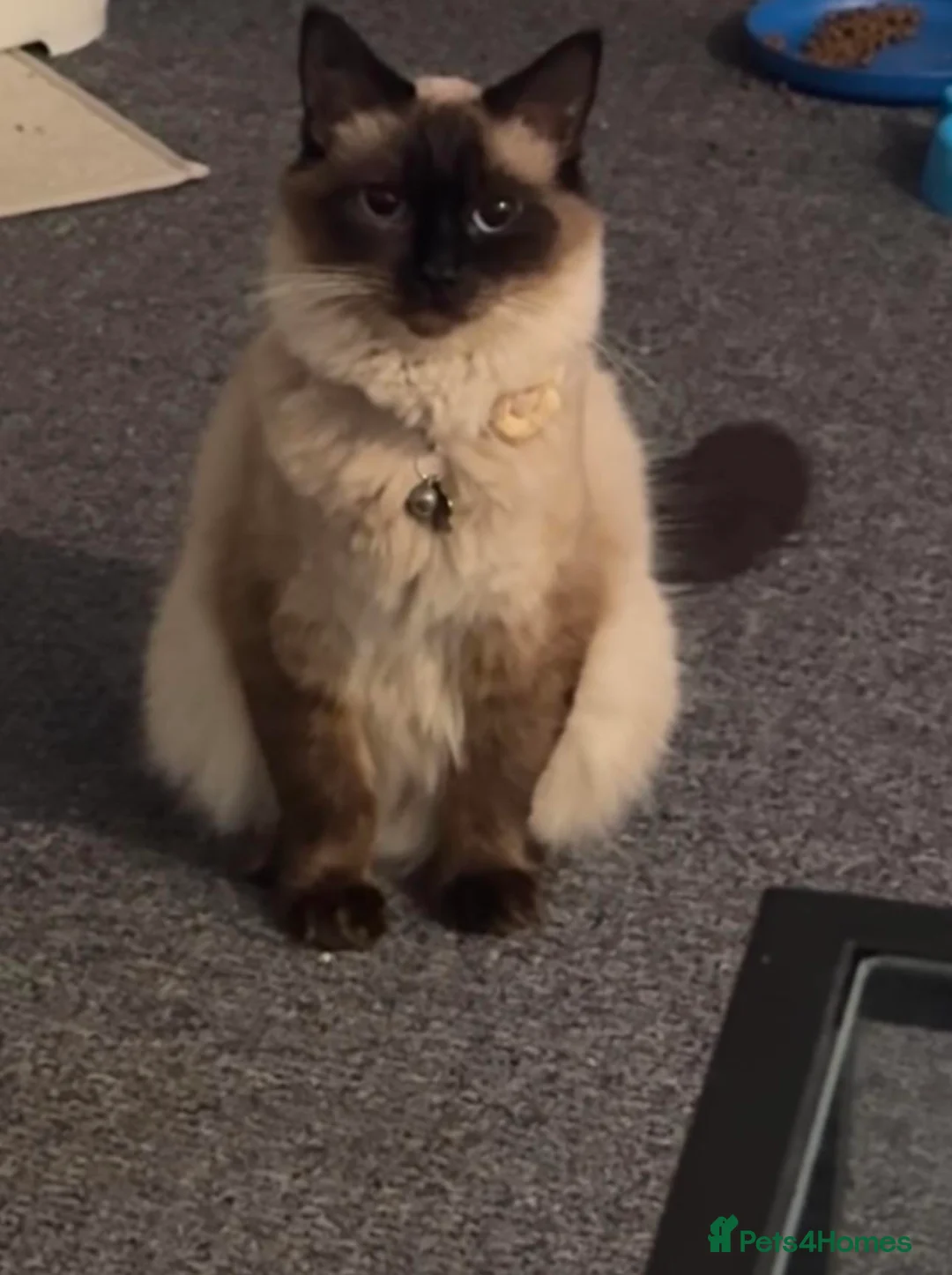 Ragdoll cats for sale: Sweet & Fluffy Ragdoll Kittens 💙 - Advert 9