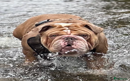 English Bulldog dogs for stud: Pabs Stud - Image 3