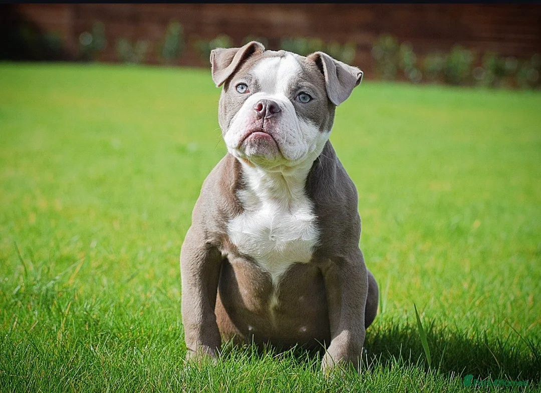 Old Tyme Bulldog dogs for sale: 23 years 5⭐️Rated Licensed professionals  - Advert 1