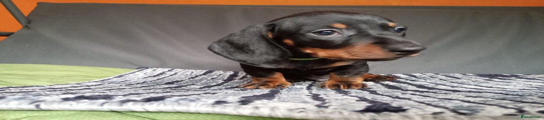 Dachshund Puppy 2