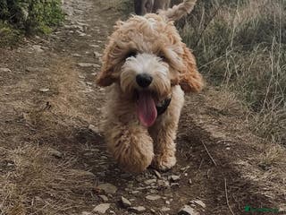 Cockapoo dogs Ralphie - Advert 1