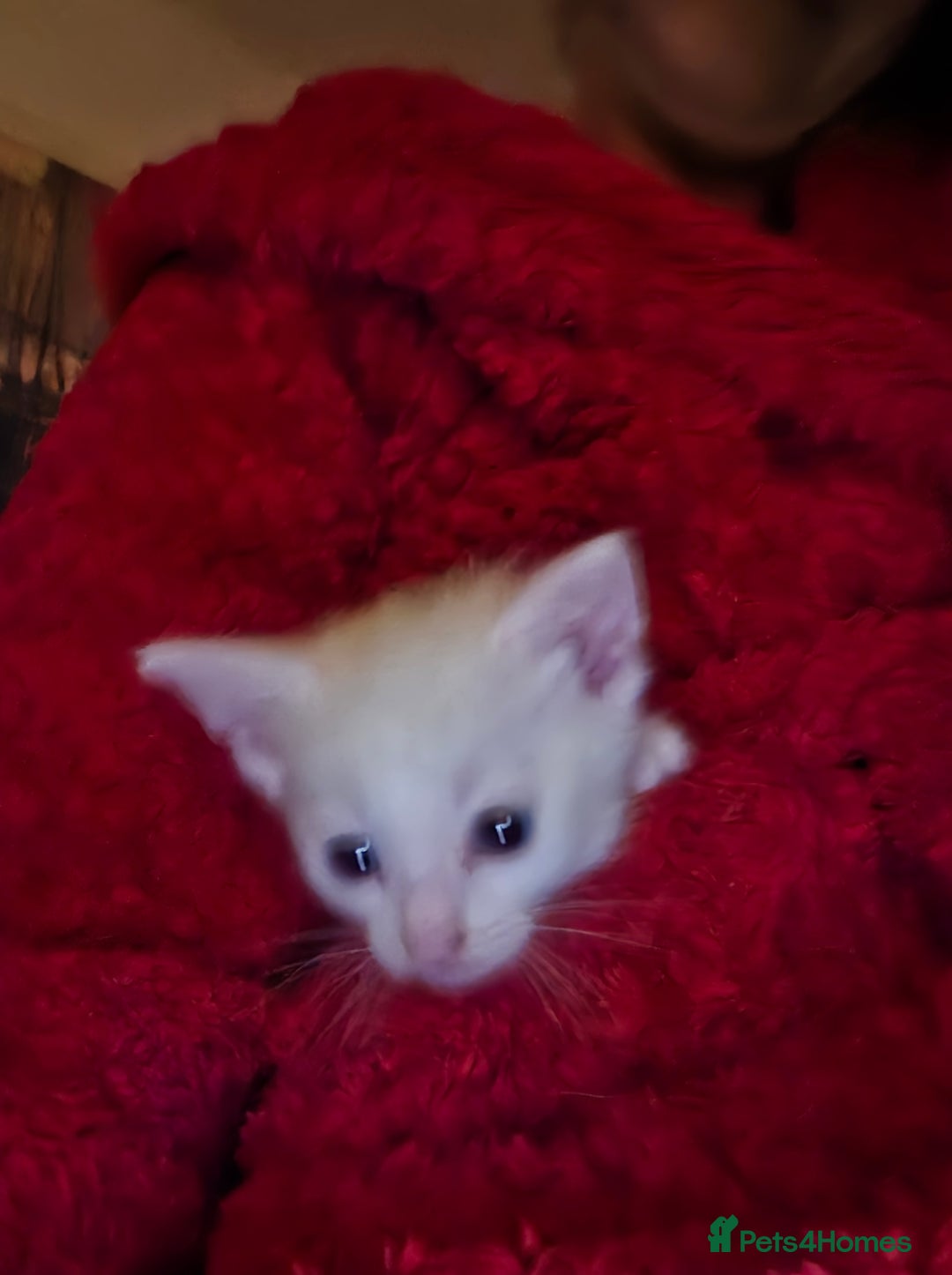 Turkish Angora cats for sale: White Turkish Angora kittens 😸 😍 ♥️  - Advert 6