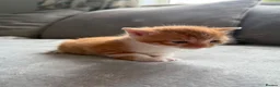 Domestic Shorthair cats for sale: Kittens - Advert 2