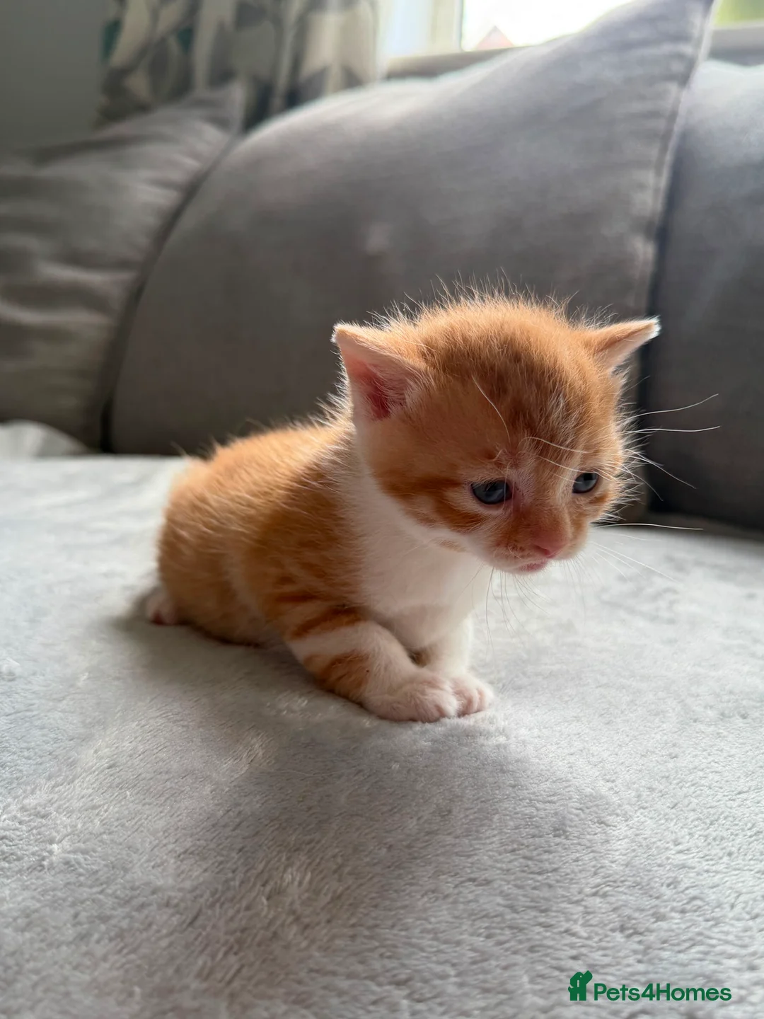 Domestic Shorthair cats for sale: Kittens - Advert 2