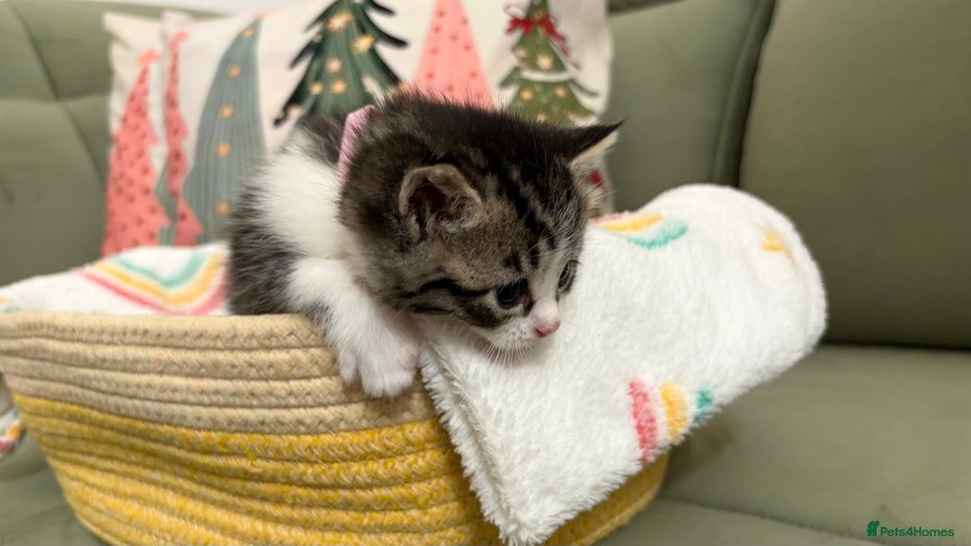 Siberian cats for sale: 4 Beautiful Siberian Cross Kitties 💗 - Advert 21